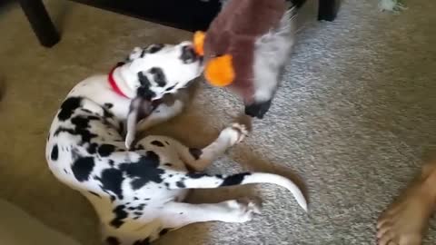 Great Dane puppy takes a ride with his duck