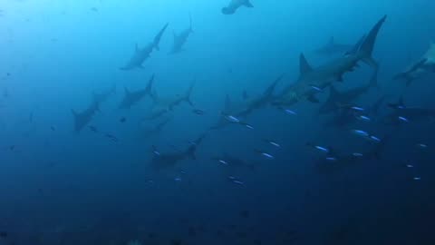 School of hammerhead sharks at Gili Suanggi near Banda Neira