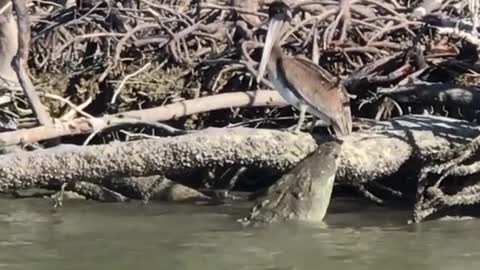 That was a close call,watch how the bird escaped from the crocodile