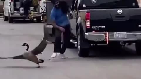 Animal attack human
