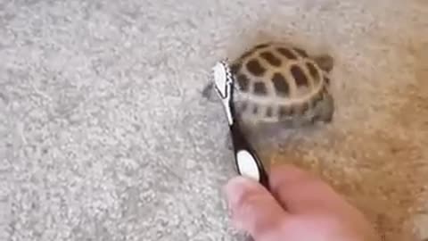 The tortoise's dance