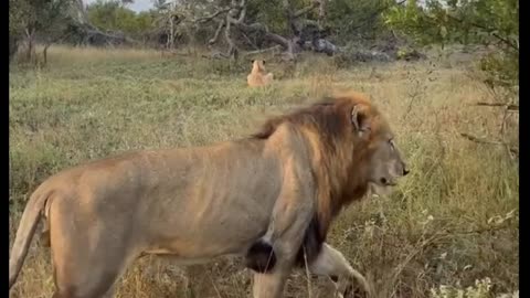 Lion attempts to jump on Elephant