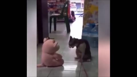 Funny Animals - Wrestling Cat