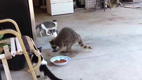 Raccoon Steals Cats' Food