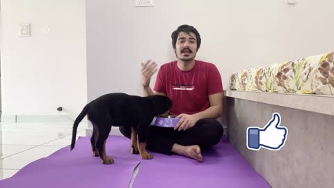 HOW TO TRAIN YOUR PUPPY FOR FOOD DISCIPLINE | 3 MONTHS OLD ROTTWEILER PUPPY TRAINING | DOG TRAINING!