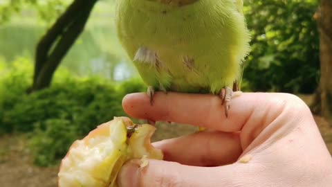 Giving Food To Parrot