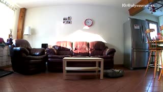 Brown dog jumps in front of security camera and moves it