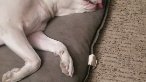 Dog Sleeping Funny