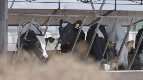 Close up cow feeding on milk farm. Cow on dairy farm eating hay