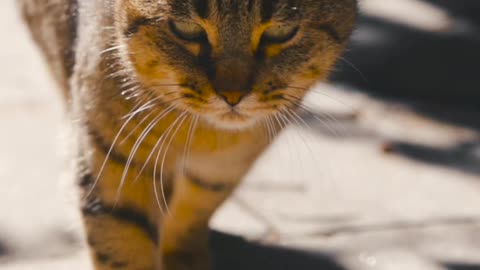 Cat Video