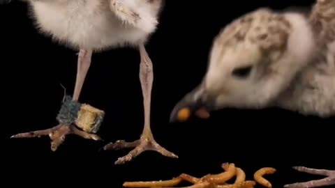 It's snack time for these plover chicks! #PhotoArk #Shorts