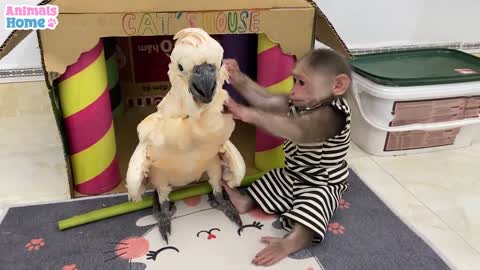 Smart BiBi helps dad feed baby parrots