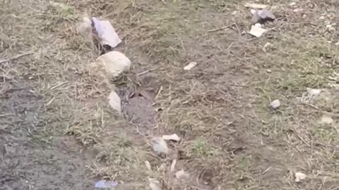 Girl walks with a goose