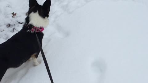 Corgis want to run on the ice