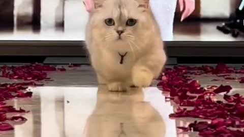 Cute cat catwalk 😍😘❤️