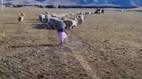 Toddler herds sheep in a fairy costume