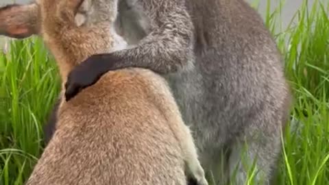 Wallabies Hug And Play
