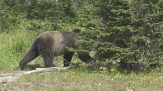 Close Encounter With Grizzlies in Glacier National Park