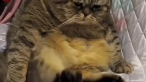 Funny Cat 😹 Cute Cat Videos