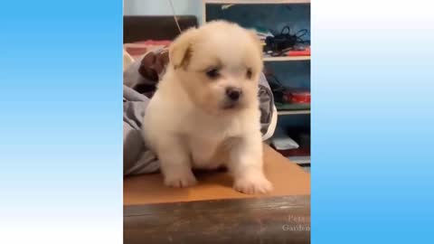 Compilation of cute and funny animals Vol 1