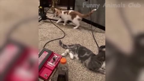 Vídeo de animais Melhores vídeos de cães e gatos da semana 2022 Qualidade e tamanho ideais