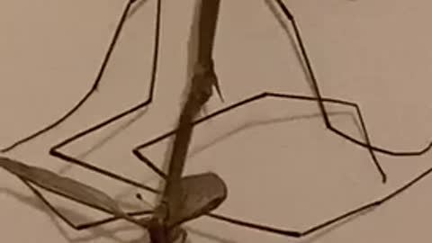 Mosquito sex