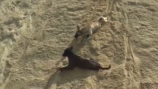 Dogs Enjoy Sand Slide Ride