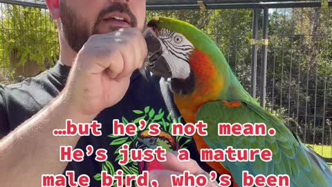 parrot