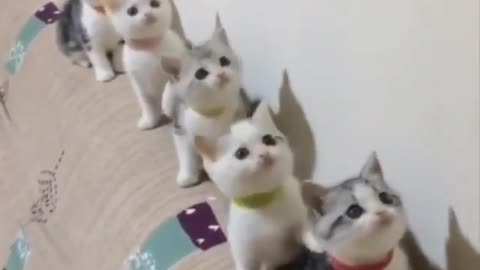 five dancing cat