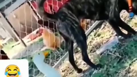 funny #funnyvideo #cat