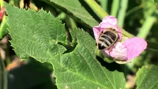 ➽ Пчёлка "Майя" 2 | Как Пчелы Собирают Пыльцу | Как Пчелы Делают Мед