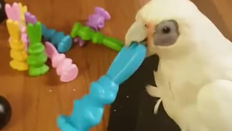 COCKATOO PARROT LEARNS TO BOWL!!! CUTEST TRICK EVER!!!