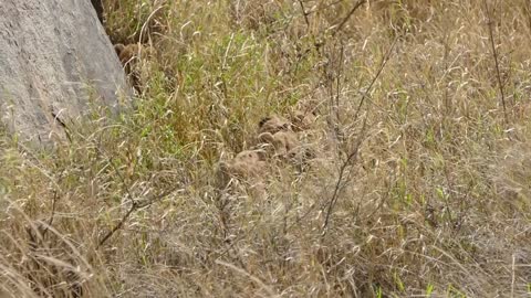 SIX LION CUBS enjoy their first outdoor adventure, see now!