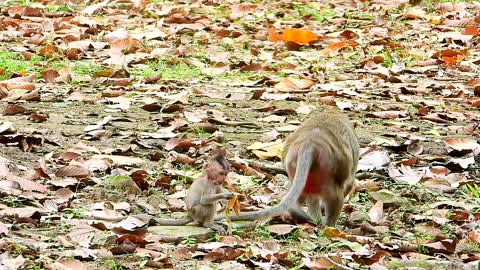 Baby Monkey Foraging near by momma