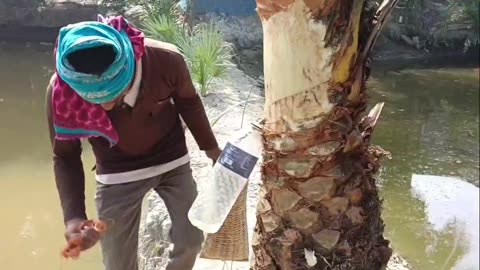 See how to extract juice from palm trees in winter season