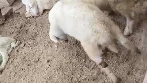 playful little lamb