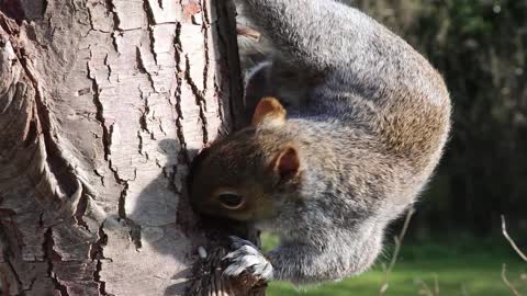 cute little squirrel eating grain