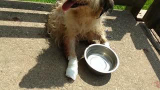 Dog hit by train rescued and injuries treated