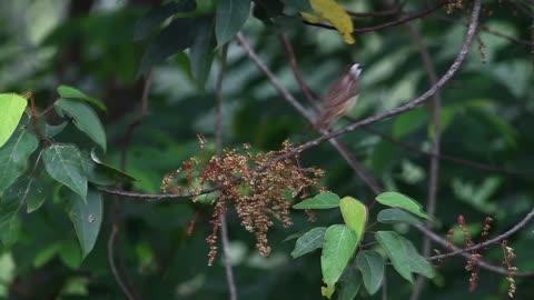 Bird taking insects from a branch