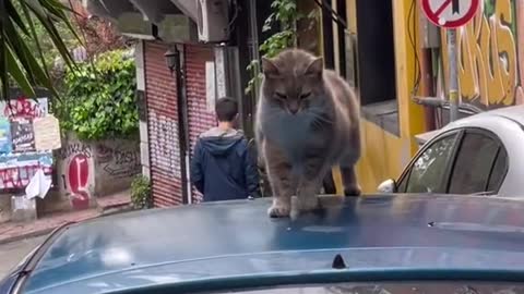 cats be vibing literally everywhere in istanbul