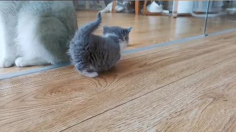 cute kitten