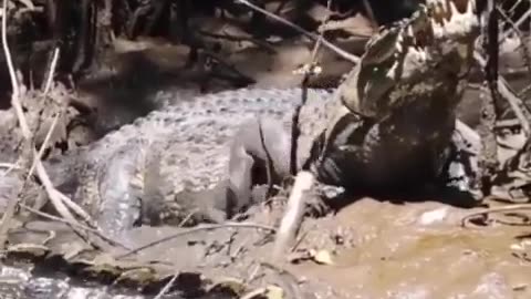 Vocalizations of a saltwater crocodile