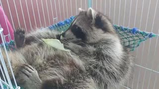 Raccoon is lying on a hammock and eating cabbage.