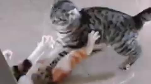 Cat fight video
