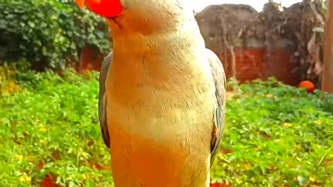 beautiful parrot #short