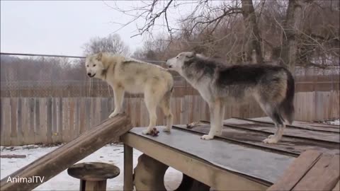 Wolf Packs Howling Compilation