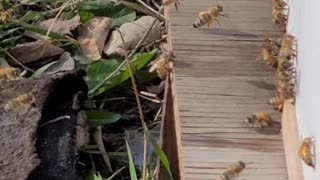 Bee landing board