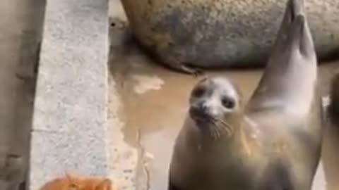 Cat slaps seal