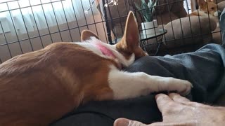 Corgi stuck to my leg