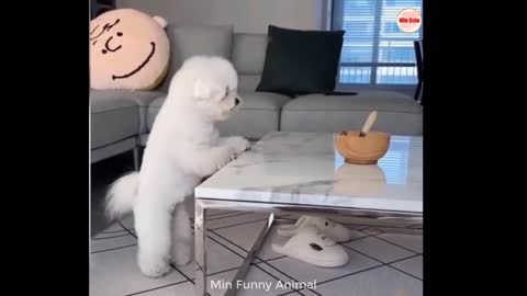 Funniest Animals | Funny Dog And Cat